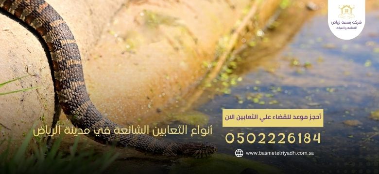 أنواع الثعابين الشائعة في مدينة الرياض