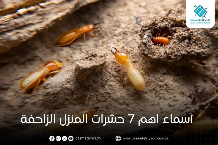 أسماء اهم 7 حشرات المنزل الزاحفة