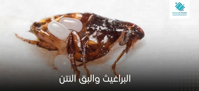 البراغيث والبق النتن