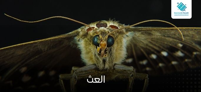 العث