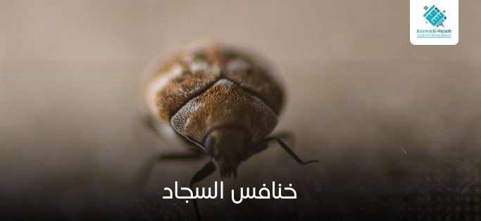 خنافس السجاد